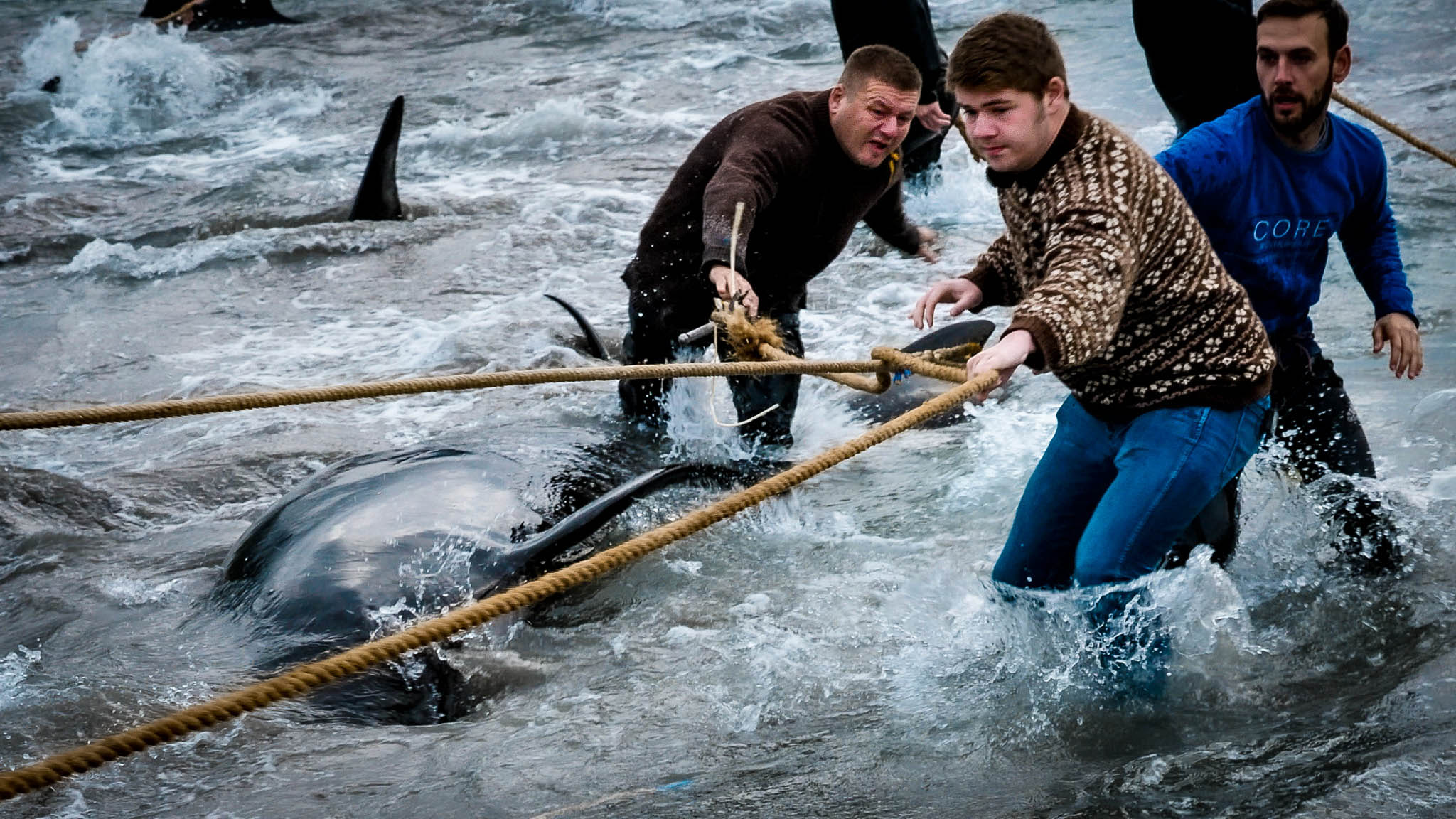 Waljagd und Delfinjagd auf den Färöern – ARD Weltspiegel Doku